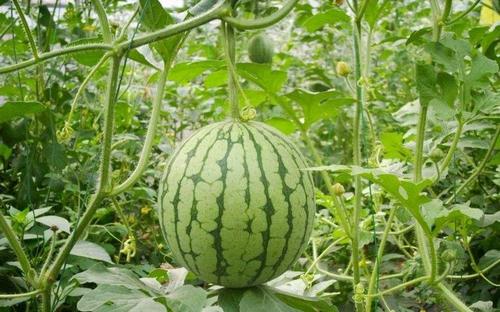 夏季吃西瓜務(wù)必得知道如何選西瓜